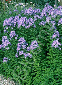 Campanula lactiflora 'Prichard's Variety'